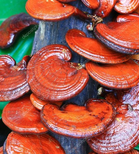 depositphotos_38673501-stock-photo-mushroom-ganoderma-lucidum